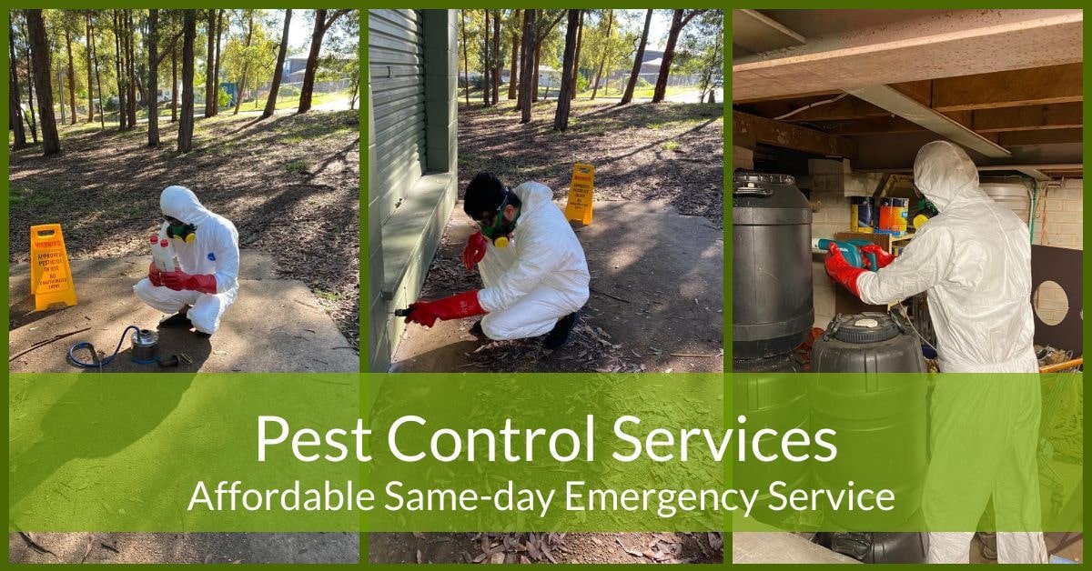 same-day-emergency-pest-control