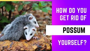 How Do You Get Rid Of Possum Yourself?