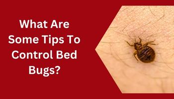 What Are Some Tips To Control Bed Bugs?