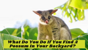 What Do You Do If You Find A Possum In Your Backyard?