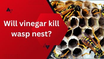 Will Vinegar Kill Wasp Nest?