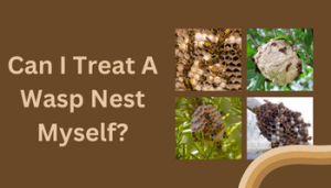 Can I Treat A Wasp Nest Myself?