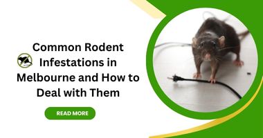 Common Rodent Infestations in Melbourne and How to Deal with Them