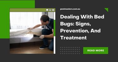 Dealing With Bed Bugs: Signs, Prevention, And Treatment