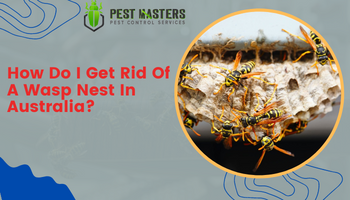 How Do I Get Rid Of A Wasp Nest In Australia?