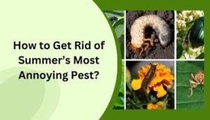 How to Get Rid of Summer’s Most Annoying Pest?