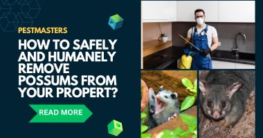 How to Safely and Humanely Remove Possums from Your Property