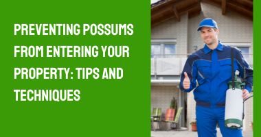 Preventing Possums from Entering Your Property: Tips and Techniques