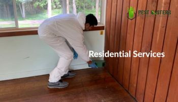 Why Regular Pest Inspections Are Vital For Your Home
