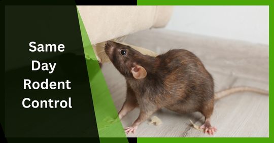 same day rodent removal service 