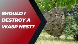 Should I Destroy A Wasp Nest?