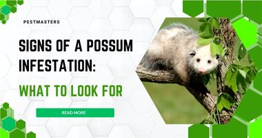 Signs of a Possum Infestation: What to Look For