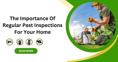 The Importance of Regular Pest Inspections For Your Home