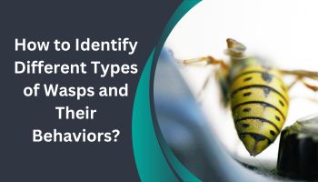 How to Identify Different Types of Wasps and Their Behaviors?