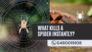 What Kills A Spider Instantly?